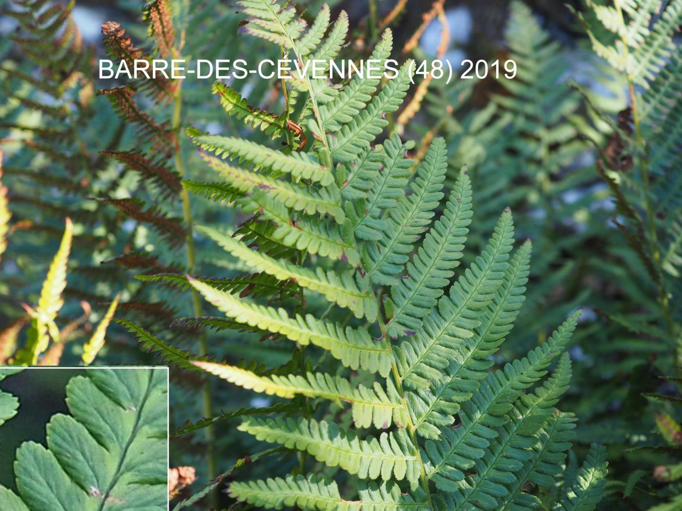 Fern, Mountain Male flower